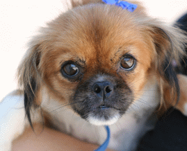 Pearl - Pekingese