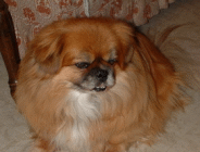 Winston - Senior Pekingese